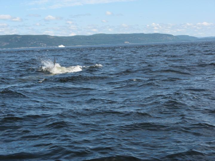 Baleines 003.JPG